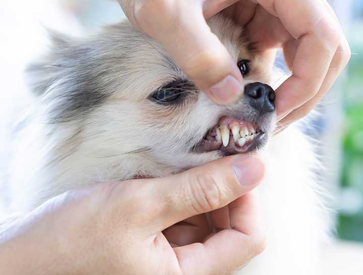 Oxnard Pet Dentist